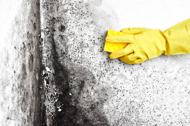 Best Toxic Mold Removal  in Bath, ME