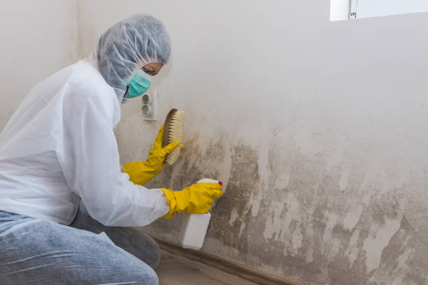 Office Mold Removal Services in Bath, ME