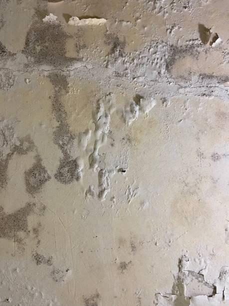 Best Crawl Space Mold Removal  in Bath, ME