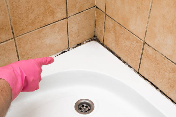 Best Mold Removal Specialists  in Bath, ME